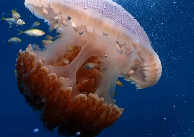 Dive Academy Phuket - Underwater 47