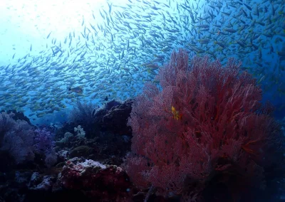 Dive Academy Phuket - Underwater 48
