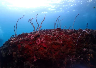 Dive Academy Phuket - Underwater 49
