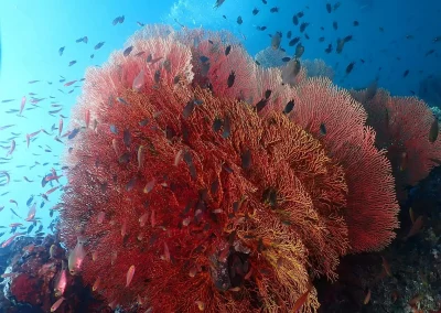 Dive Academy Phuket - Underwater 50
