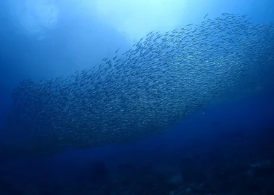 Dive Academy Phuket - Underwater 51