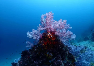 Dive Academy Phuket - Underwater 52