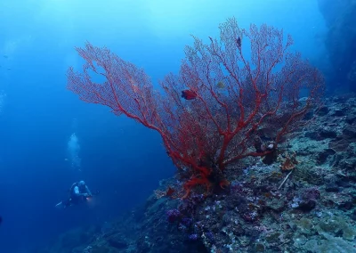 Dive Academy Phuket - Underwater 54