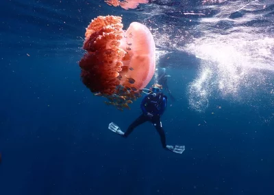 Dive Academy Phuket - Underwater 55