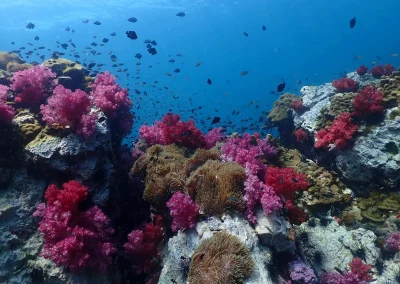 Dive Academy Phuket - Underwater 56