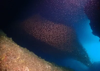 Dive Academy Phuket - Underwater 57