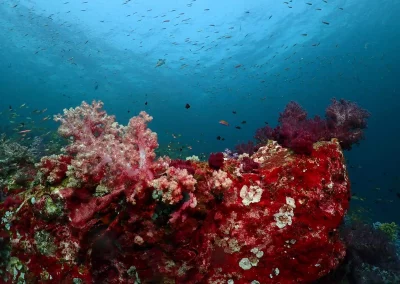 Dive Academy Phuket - Underwater 58