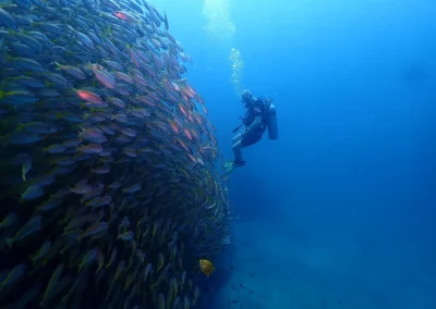 Dive Academy Phuket - Underwater 59