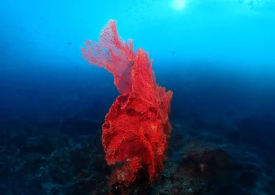 Dive Academy Phuket - Underwater 60