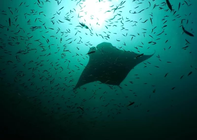 Dive Academy Phuket - Underwater 61