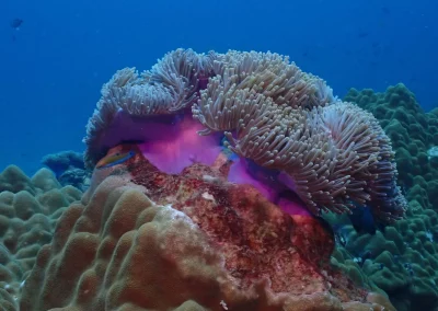 Dive Academy Phuket - Underwater 62
