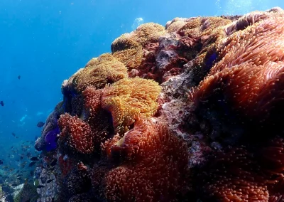 Dive Academy Phuket - Underwater 63