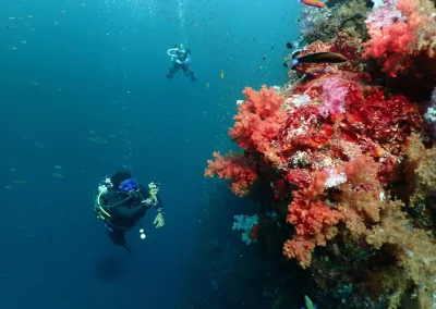 Dive Academy Phuket - Underwater 64