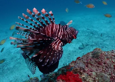Dive Academy Phuket - Underwater 65