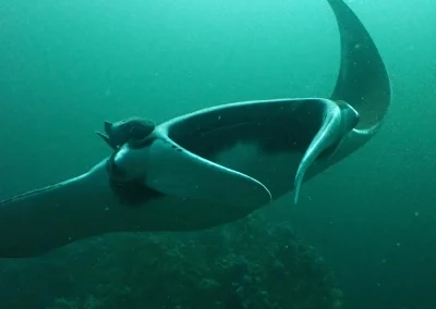 Dive Academy Phuket - Underwater 66