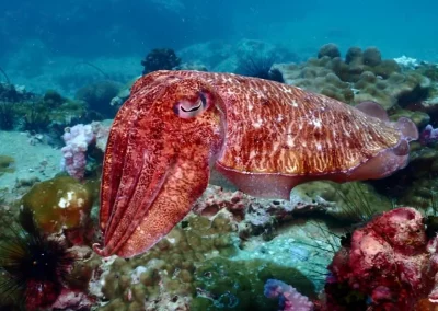 Dive Academy Phuket - Underwater 68