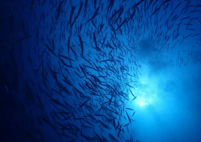 Dive Academy Phuket - Underwater 69