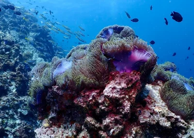 Dive Academy Phuket - Underwater 70