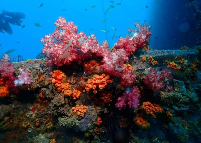 Dive Academy Phuket - Underwater 71