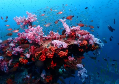 Dive Academy Phuket - Underwater 72