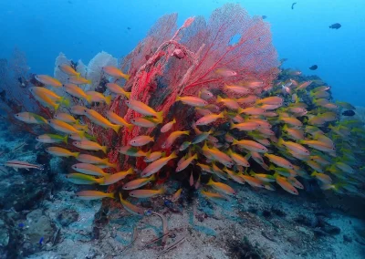 Dive Academy Phuket - Underwater 74