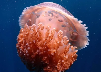 Dive Academy Phuket - Underwater 75