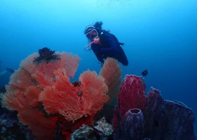 Dive Academy Phuket - Underwater 76