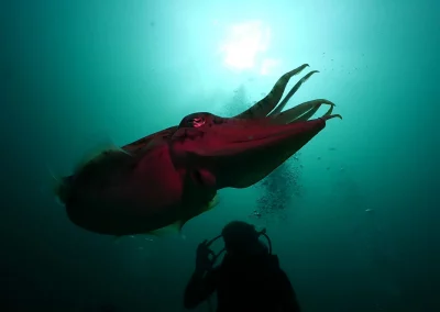 Dive Academy Phuket - Underwater 77