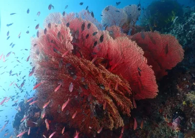 Dive Academy Phuket - Underwater 78