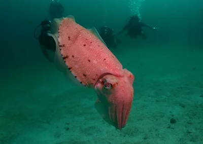Dive Academy Phuket - Underwater 79