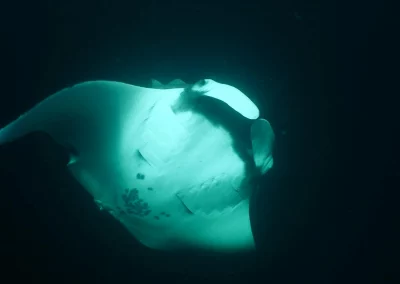 Dive Academy Phuket - Underwater 80