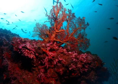Dive Academy Phuket - Underwater 81