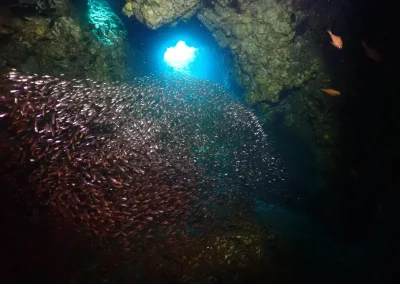 Dive Academy Phuket - Underwater 82