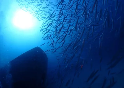 Dive Academy Phuket - Underwater 83