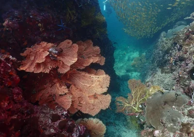 Dive Academy Phuket - Underwater 84