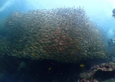 Dive Academy Phuket - Underwater 85
