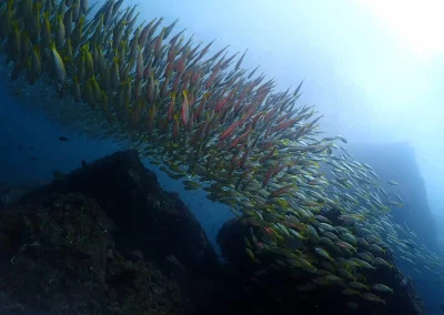 Dive Academy Phuket - Underwater 86