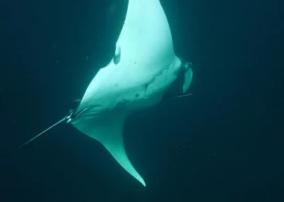 Dive Academy Phuket - Underwater 87