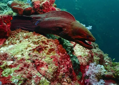 Dive Academy Phuket - Underwater 89
