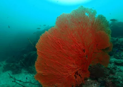 Dive Academy Phuket - Underwater 90