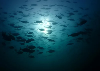 Dive Academy Phuket - Underwater 91