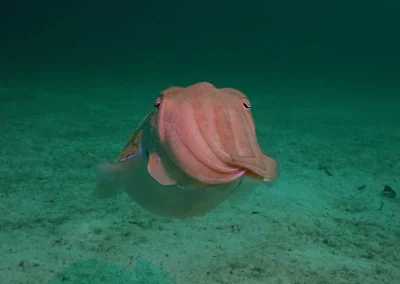 Dive Academy Phuket - Underwater 92