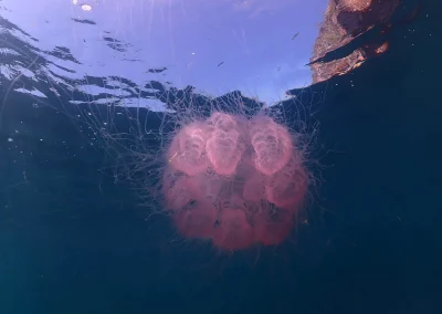 Dive Academy Phuket - Underwater 93