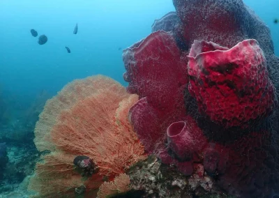 Dive Academy Phuket - Underwater 94