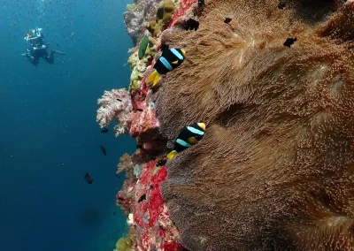Dive Academy Phuket - Underwater 95