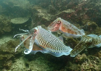 Dive Academy Phuket - Underwater 96