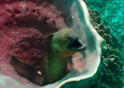 Dive Academy Phuket - Underwater 99