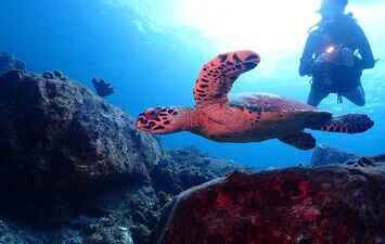 Dive Academy Phuket - PADI Specialities